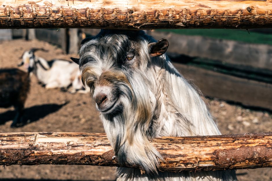 A charming cashmere goat leaning on a wooden fence at a sunny farm.