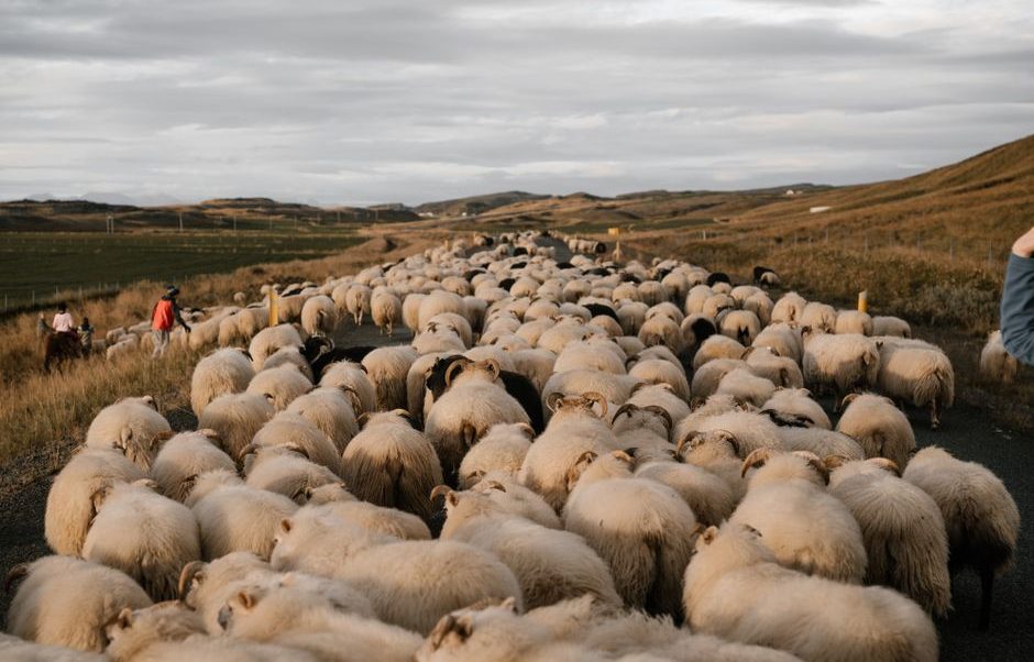 Cashmere Vs Merino Wool Warmth Durability: Cashmere vs. Merino Wool: Warmth and Durability for Fall Cashmere Vs Merino Wool Warmth Durability: Cashmere vs. Merino Wool: Warmth and Durability for Fall