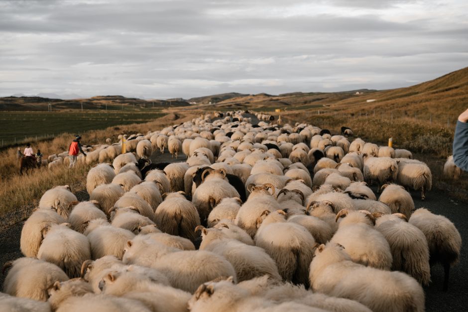 Cashmere Vs Merino Wool Warmth Durability: Cashmere vs. Merino Wool: Warmth and Durability for Fall