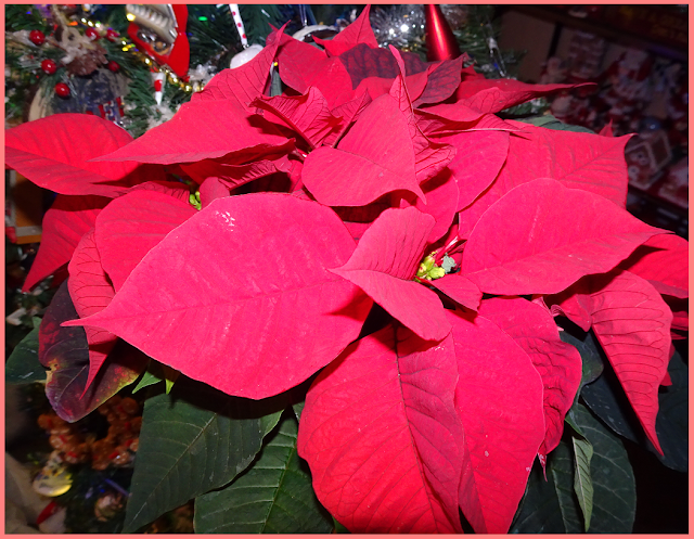 life lately (holiday decorations, cookies, seasonal outings, and more)