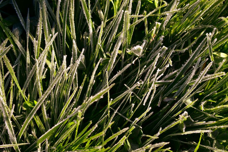Close-up of dewy grass with frost crystals in a natural outdoor setting.