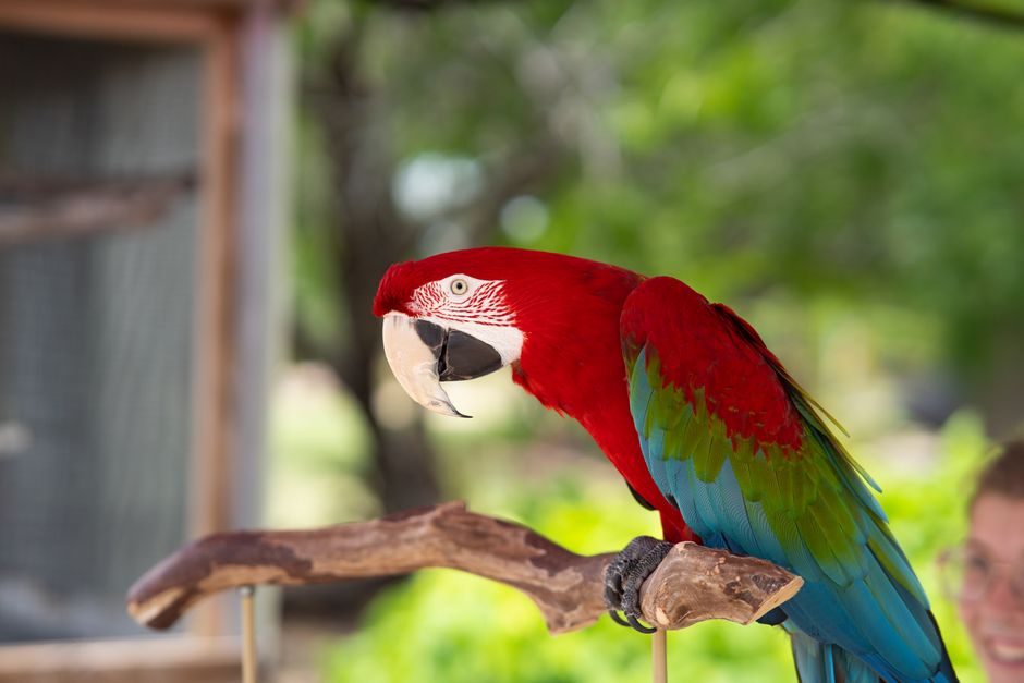 A Scarlet Macaw (Ara macao) perched on a branch, showcasing vibrant colors in a natural outdoor setting.