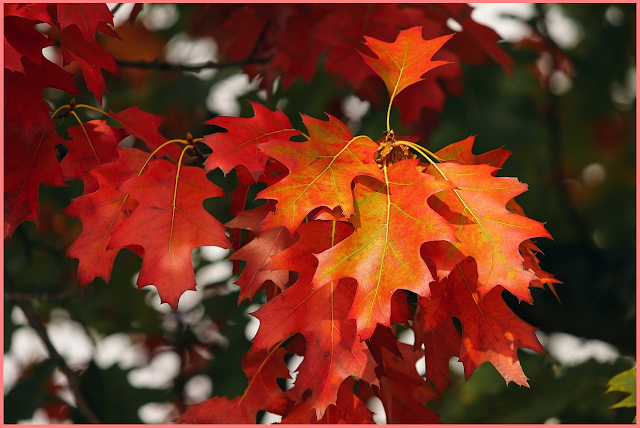 welcome peace and the crackling sound of leaves.